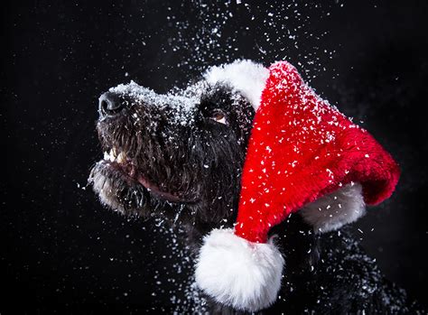 🔥 Free download Puppy Christmas Wallpaper images [1920x1080] for your Desktop, Mobile & Tablet ...