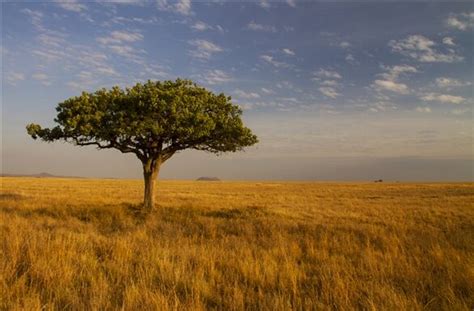 Serengeti National Park Pictures | U.S. News Travel