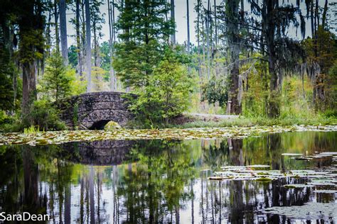 Cypress Gardens in Moncks Corner, South Carolina - Kid-friendly Attractions | Trekaroo