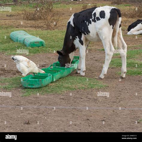 outdoor dairy cows eating alfalfa hay and ration Stock Photo - Alamy