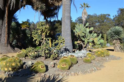 File:Arizona Cactus Garden at Stanford University 3.JPG - Wikimedia Commons