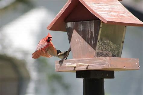 Northern Cardinal - Bird Feeder Hub