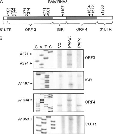 Depurination of BMV RNA3. PSY yeast cells were induced to transcribe... | Download Scientific ...