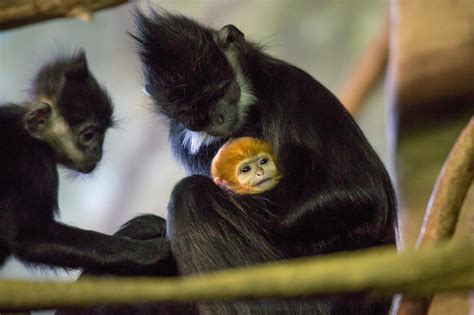 Francois' Langur Born At Lincoln Park Zoo, 7th Successful Birth For ...