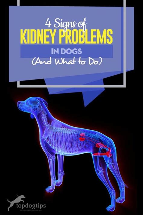 4 Signs of Kidney Problems in Dogs (And What to Do)