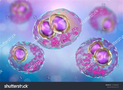 Cytomegalovirus Cmv Human Cell Owls Eye Stock Illustration 1143585842 | Shutterstock