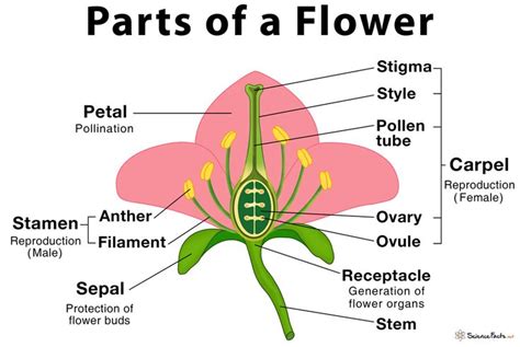 Parts of a Flower, Their Structure and Functions With Diagram in 2022 | Parts of a flower ...