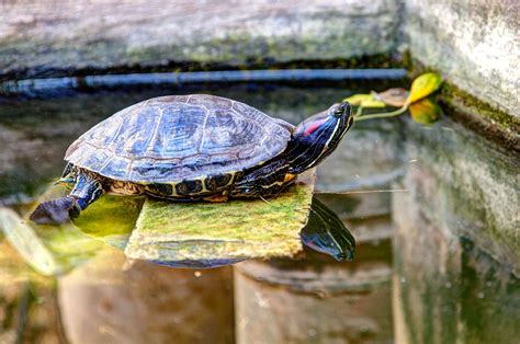 10 Types of Turtles That Make Great Pets