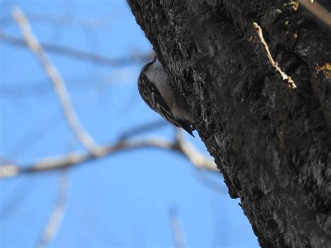 Brown Creeper Nesting, Mating, and Feeding Habits