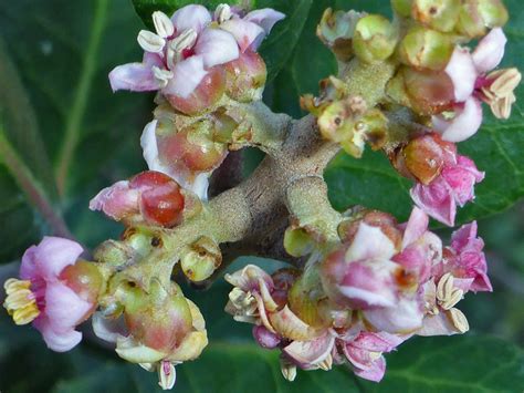 Pink flowers - photos of Rhus Integrifolia, Anacardiaceae