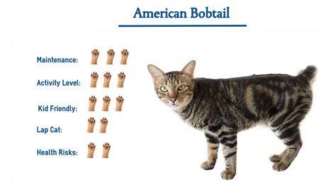 American Bobtail Cat Breed… Everything You Need to Know at a Glance ...