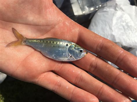 Maryland Biodiversity Project - Atlantic Menhaden (Brevoortia tyrannus)