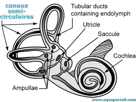 Canal semi-circulaire : définition et explications – AquaPortail