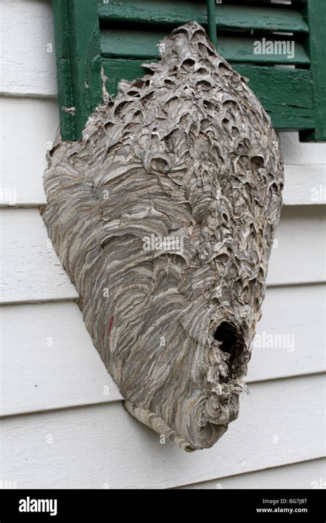 Bald-faced hornet nest (Dolichovespula maculata) built on the side of a house Stock Photo - Alamy