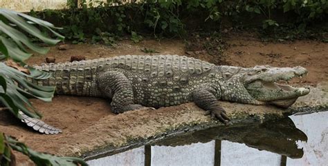 Mugger Crocodile Facts and Pictures