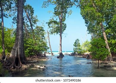 284 Mangrove Forest Biome Images, Stock Photos & Vectors | Shutterstock