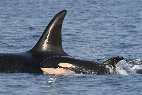 New baby orca spotted in J Pod - Victoria Times Colonist