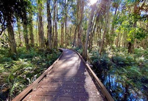 Best Gold Coast Hinterland Walks | Must Do Gold Coast