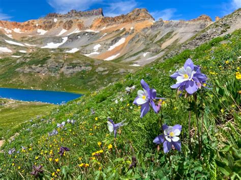 Local's List of Where to Find Colorado Wildflowers this Season