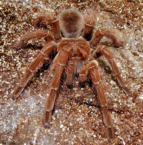 I.M. Floki - Theraphosa blondi (Goliath Birdeater) | Tarantula Forum