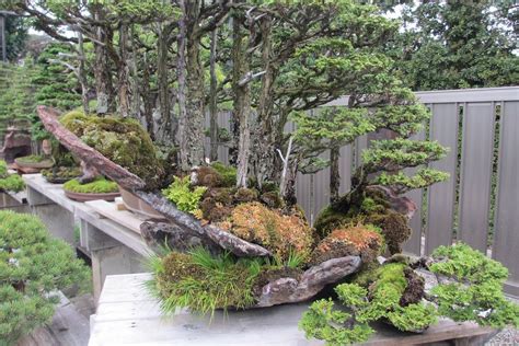 Mr. Kimura's garden in Japan | Bonsai forest, Bonsai, Japanese bonsai