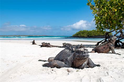 Tortuga Bay en la isla Santa Cruz | Turismo en Galápagos