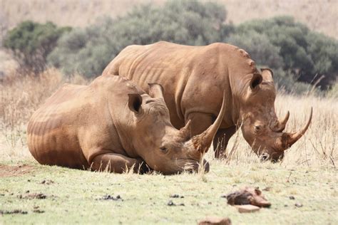 Rhino and Lion Park Day Tour