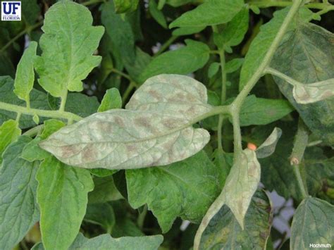 Leaf Mold Infecting High Tunnel Tomatoes | Panhandle Agriculture