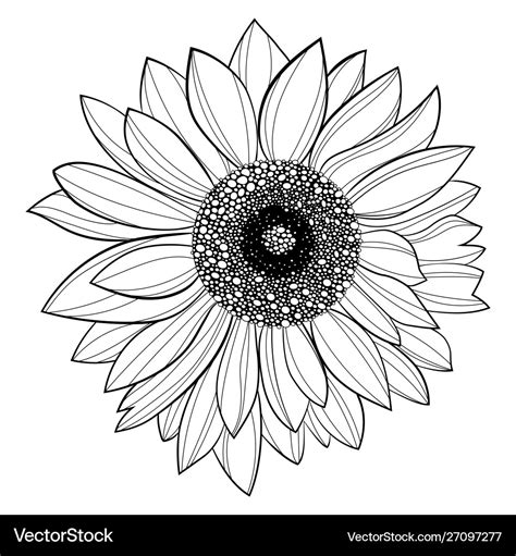 Sunflower flower black and white of Royalty Free Vector