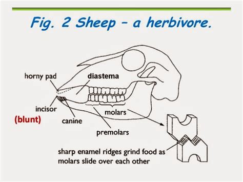 Senior Biology: Digestion