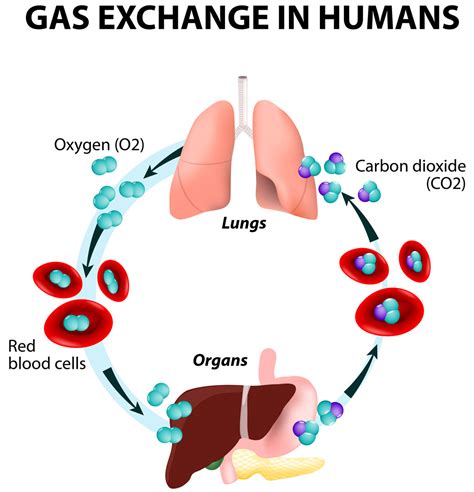 Oxygen-transport-cycle. - Pediatric Pulmonologists