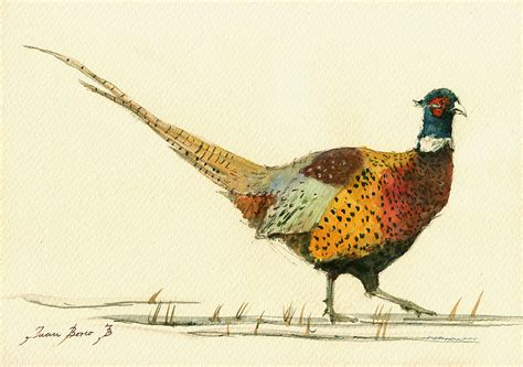 Pheasant bird art Painting by Juan Bosco - Fine Art America