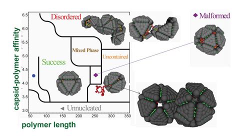 Capsid Assembly Around a Polymer | Viral Assembly | Research | Hagan ...