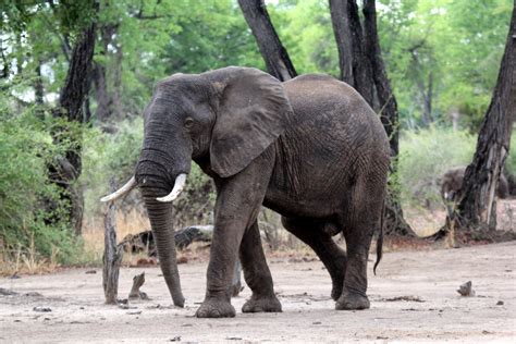 African bush elephant (Loxodonta africana) - ZooChat