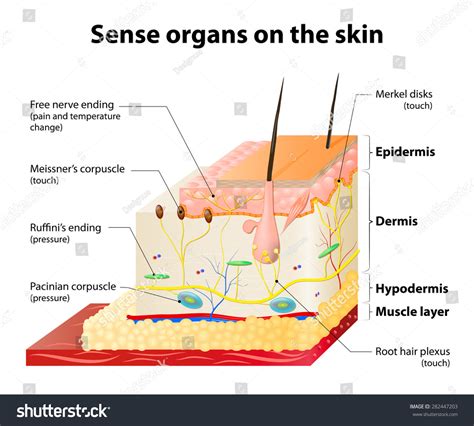 Sense Organs On Skin Skin Layers: ภาพประกอบสต็อก 282447203 | Shutterstock