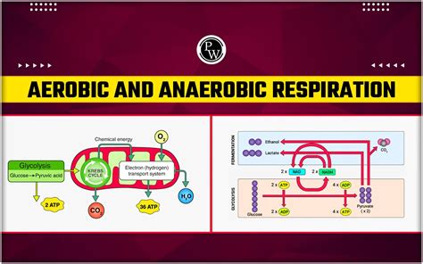 Aerobic And Anaerobic Respiration - Definition, Steps, Diagram