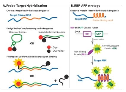 Fluorescence in Situ Hybridization (FISH) - Creative Diagnostics