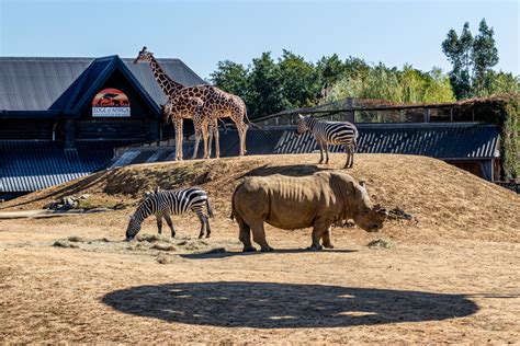 The 20 Best Zoos in England