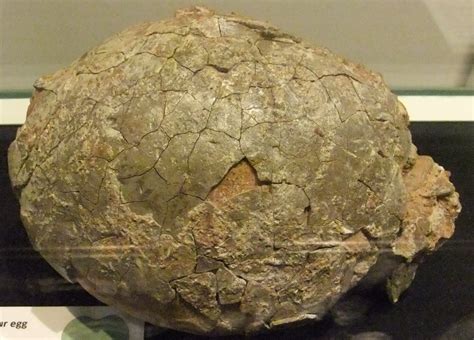 File:Dinosaur egg, Wrexham Museum.JPG - Wikimedia Commons