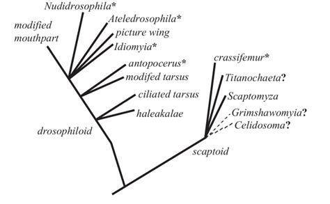 27. Phylogeny of species groups placed in the Hawaiian Drosophilidae... | Download Scientific ...