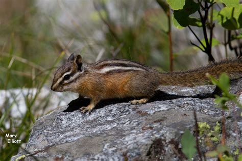 Least Chipmunk (Mammals of the Kaibab National Forest) · iNaturalist