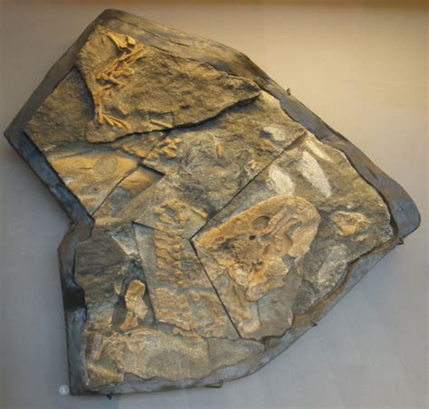 The fossils of Acanthostega discovered in 1987 belonged to juveniles