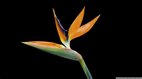 Bird of Paradise Flower wallpaper | 1920x1080 | #7455