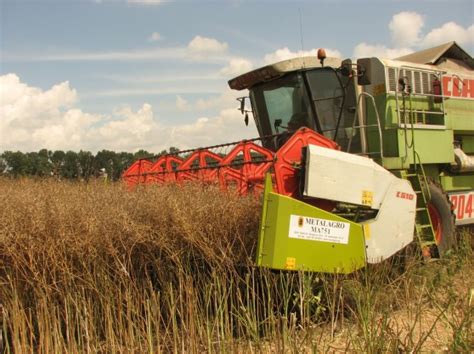 Canola (Rapeseed) Harvesting Attachment | Metalagro