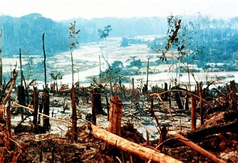 HOME FRONT TERRACES : The Effects of Deforestation in the Environment