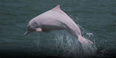 Meet Migal, the only white humpback dolphin in the world’s wide seas ...