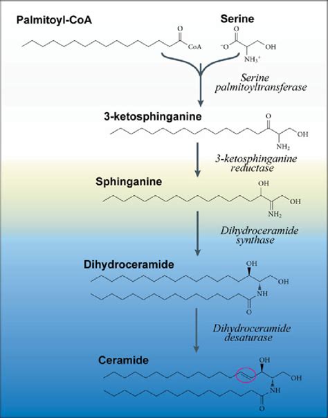 De novo synthesis of ceramide. Ceramide synthesis begins with... | Download Scientific Diagram