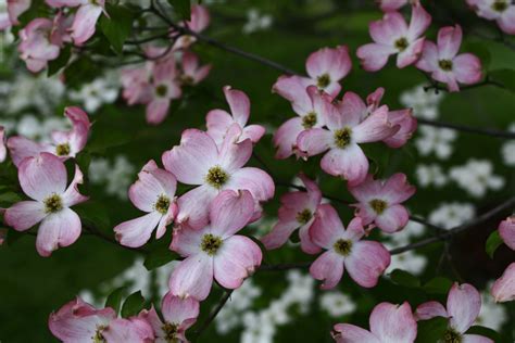 Flowering Tree Pink White | Trees| Free Nature Pictures by ForestWander ...