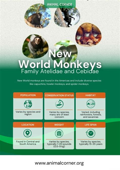 New World Monkeys - Facts, Information & Habitat