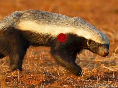 Hunting Honey Badger in South Africa - Somerby Safaris